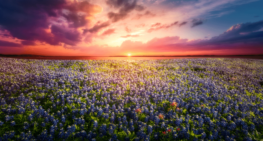 pasture of bluebonnets at sunset with clouds in Texas